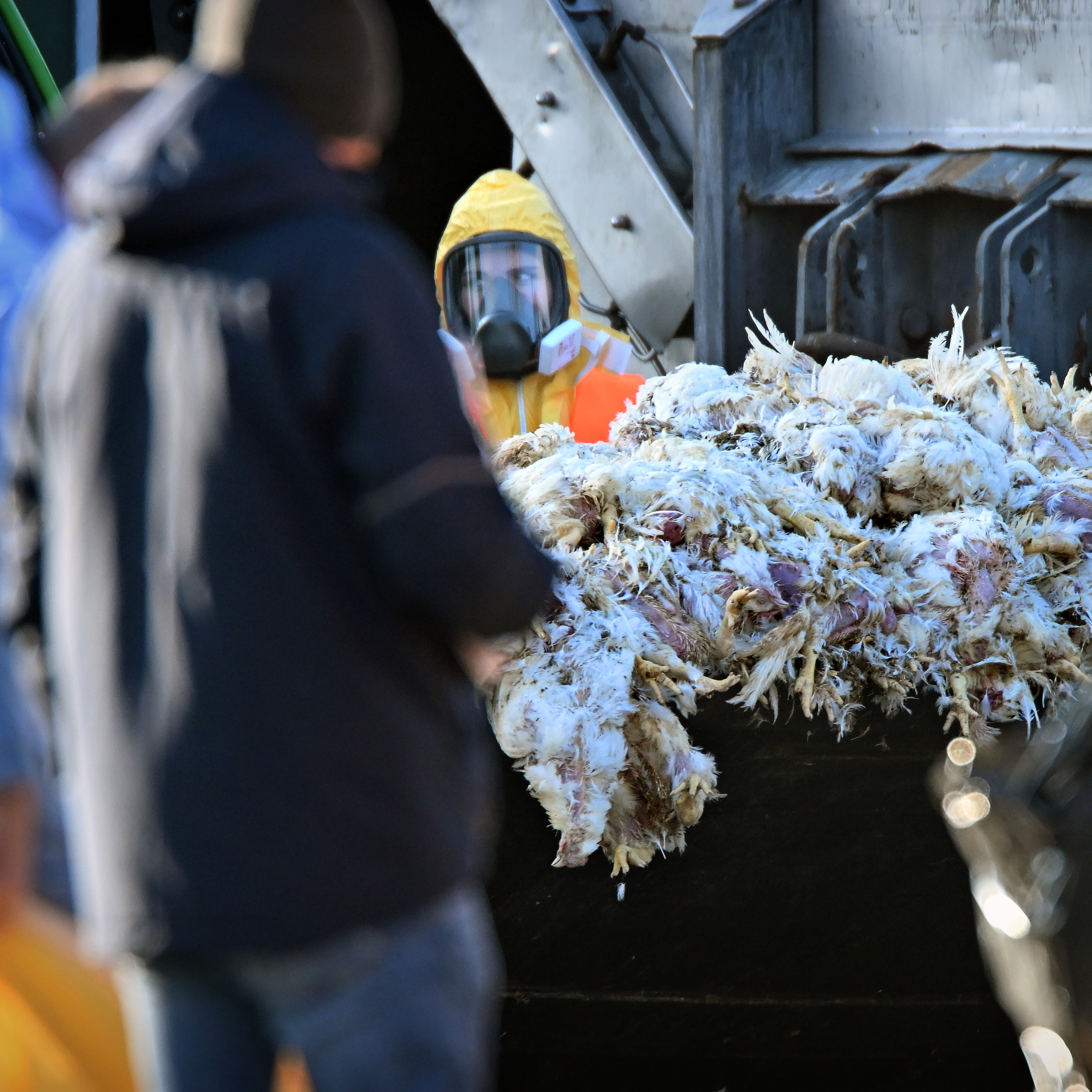 Bij een pluimveebedrijf in Limburg werden vorige week kippen geruimd vanwege een uitbraak van de vogelgriep.