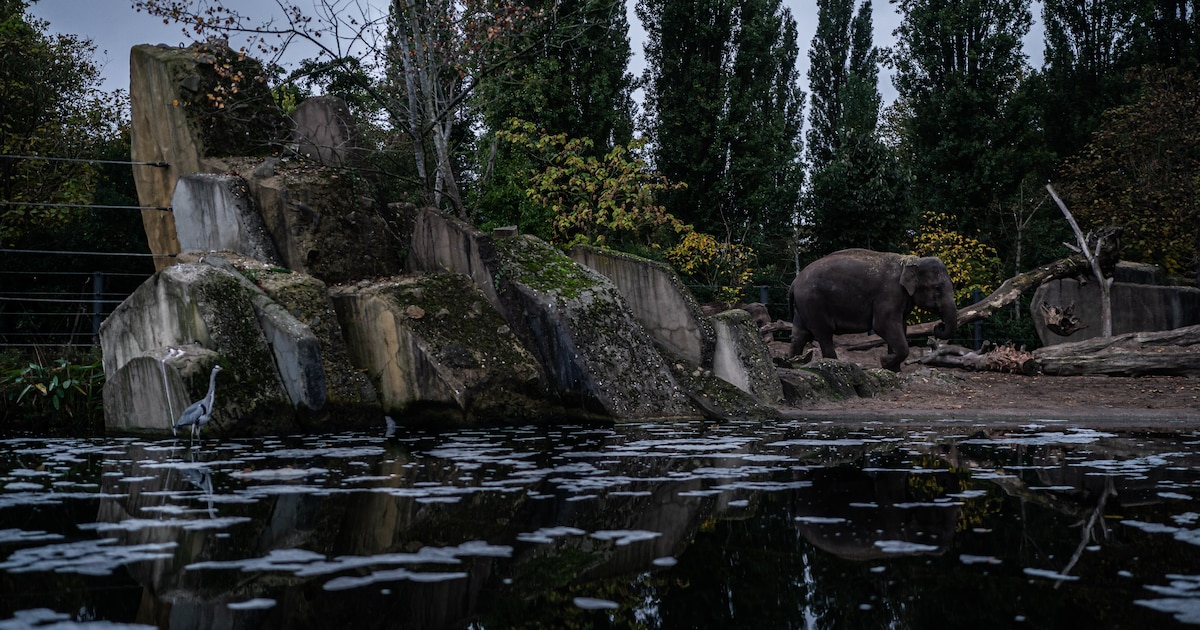 Opinie: Nieuw olifantje in Artis wacht een leven lang zonder vrijheid