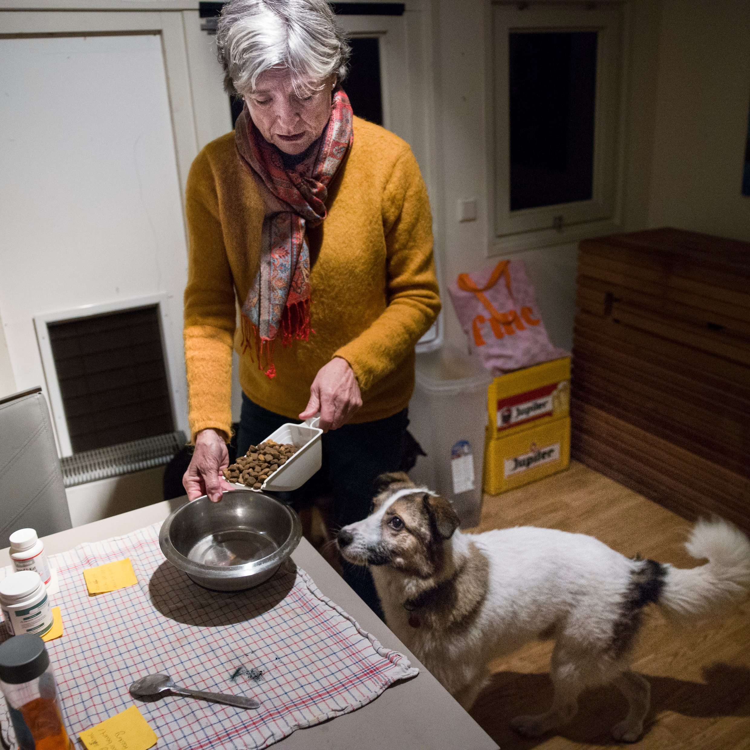 Vrijwilliger Désirée van der Valk (70) zorgt op flexibele basis voor Tommy (1,5), die in Roemenië is aangereden en nu wordt opgevangen bij het Dutch Dog Rehabilitation Centre in Breda.