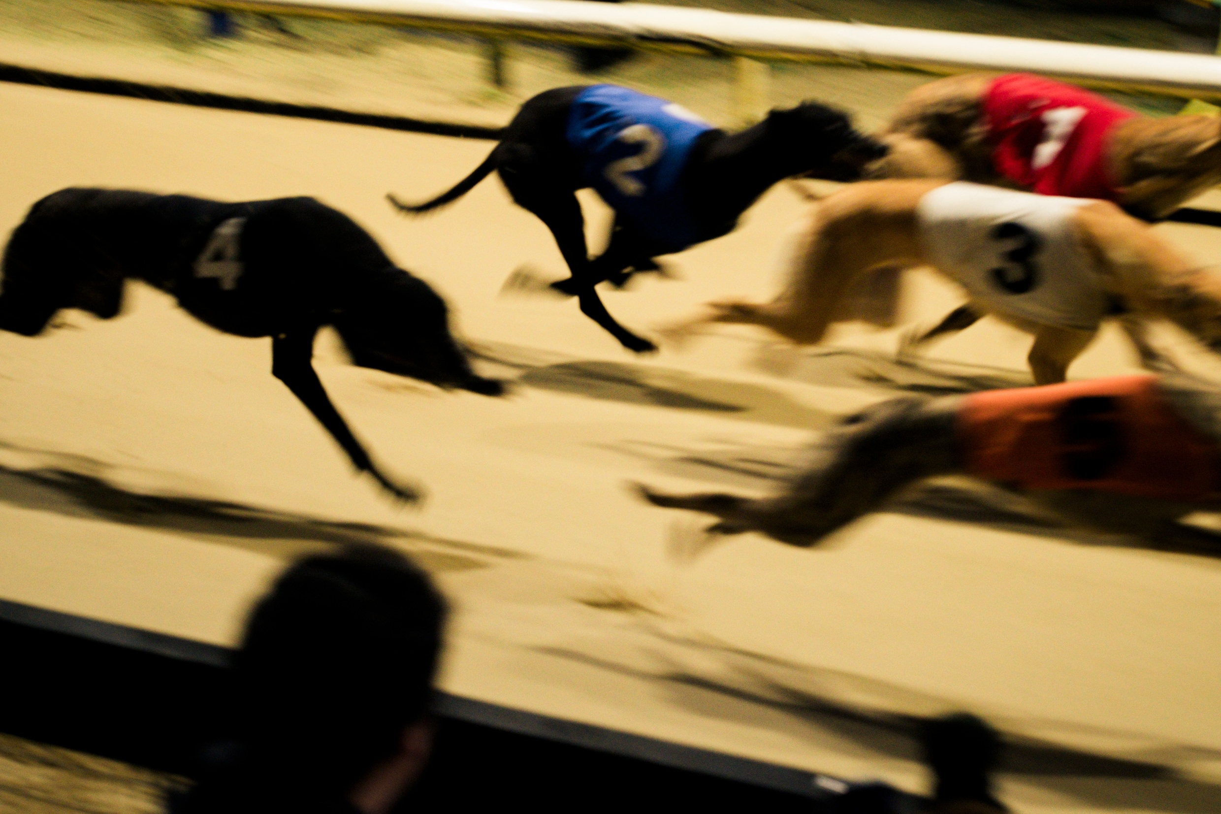 Hondenraces in Engeland? Gelopen race. Maar tijdens de kerst zijn ze ...