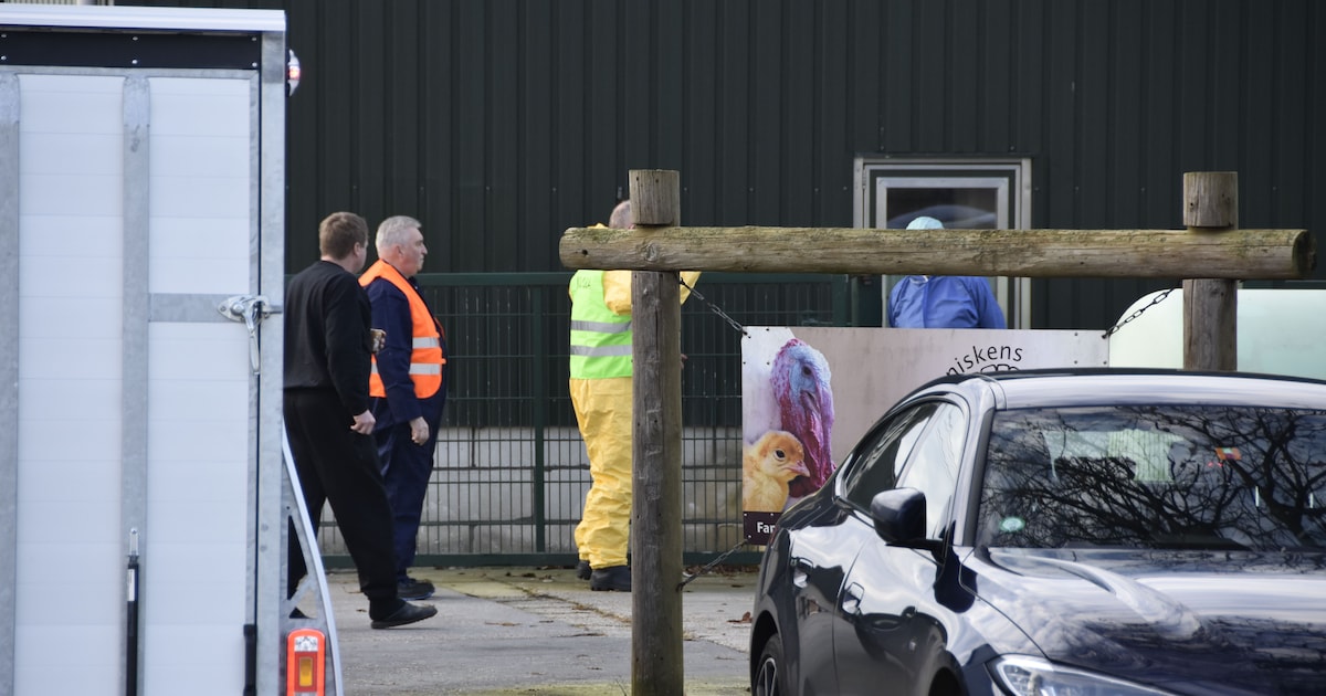 Voor derde keer in één week vogelgriep in Limburg: tienduizenden dieren ‘geruimd’