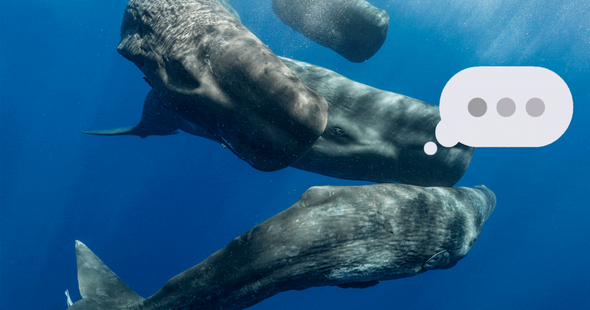 Praten met een potvis: hoe onderzoekers dichter bij een Google Translate voor dierentaal komen