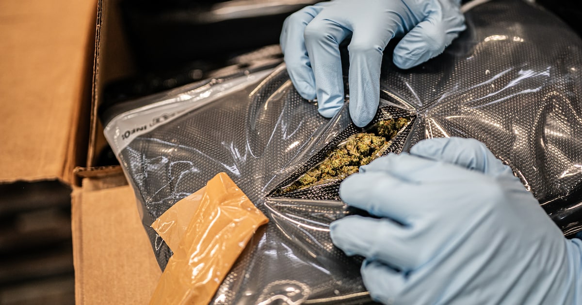 Douane en politie zien explosieve toename hennepsmokkel, een ‘boterberg van wiet’ uit Canada en de V