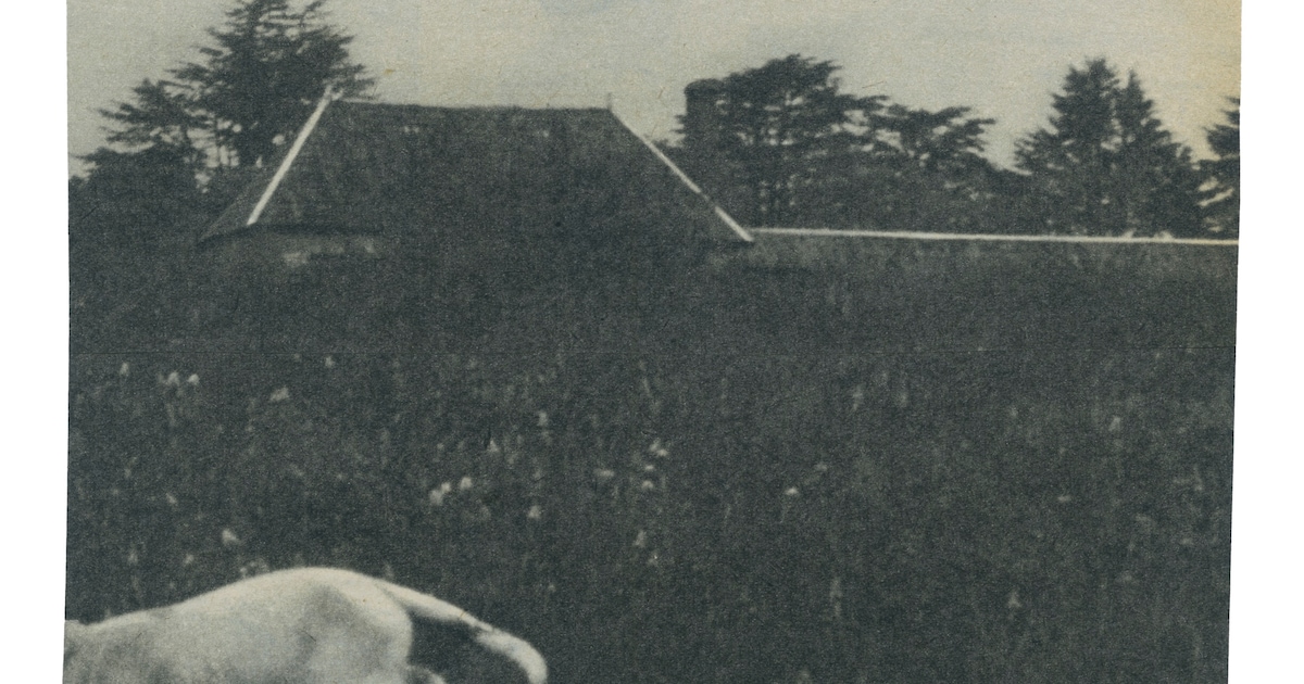 ‘De grootste fout van mijn leven is dat ik mijn hond Hoppie heb weggedaan’