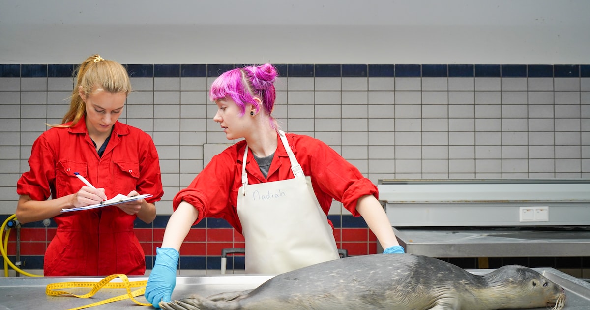 Mysterie in de Waddenzee: zeehonden verdwijnen, niemand snapt waarom