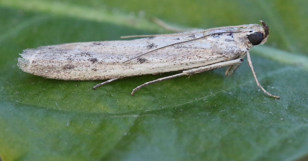Dag ‘weidekokermot’ die nooit op de weide komt: nachtvlinders krijgen nieuwe naam