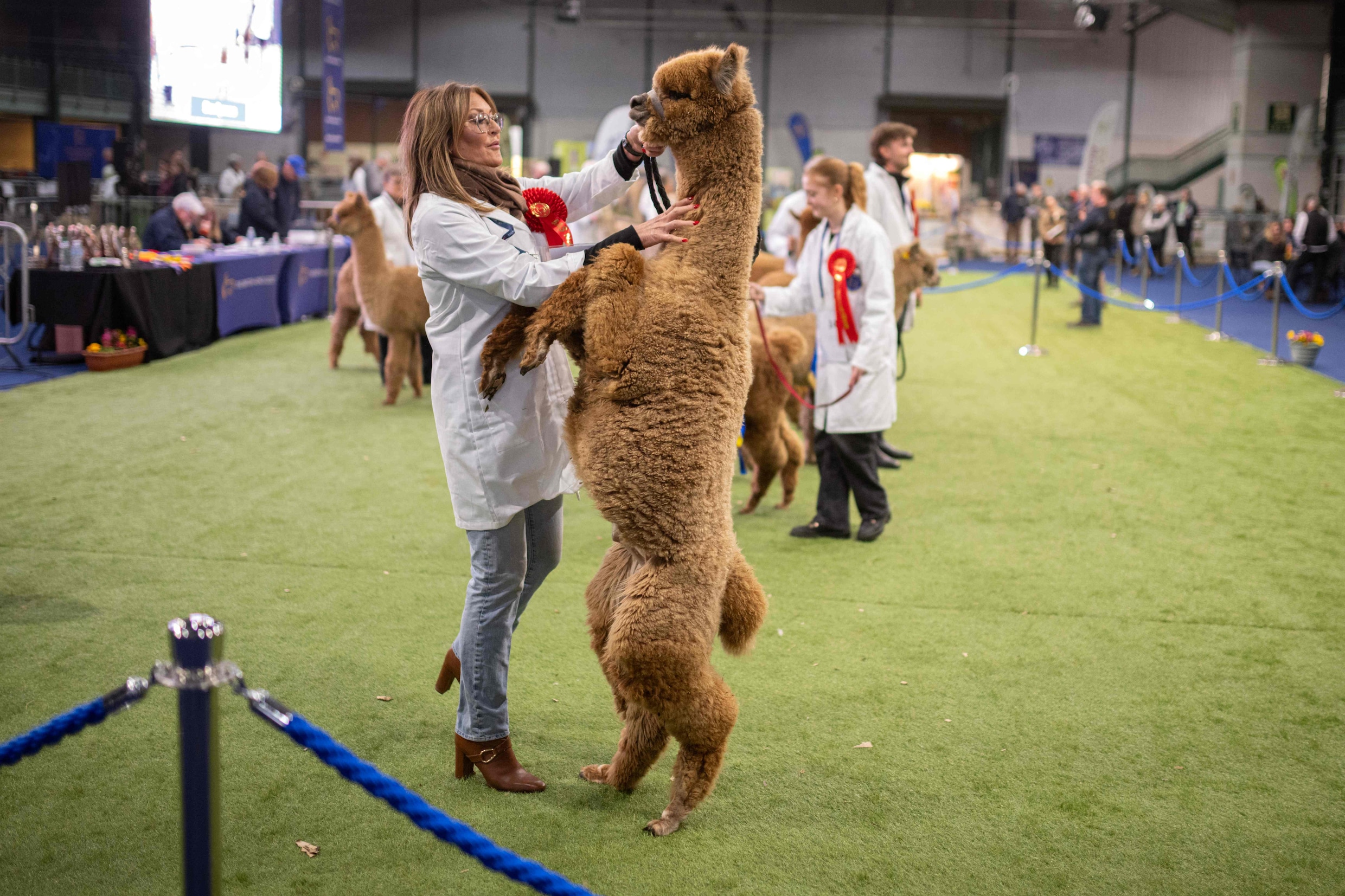 Het einde van de ramadan en een grote alpaca-show in Engeland; dit zijn ...
