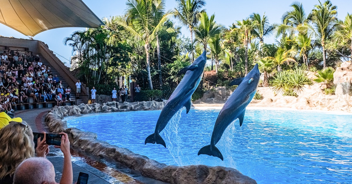 Einde aan dolfijnendansjes: Sunweb schrapt alle excursies met wilde dieren als vermaak