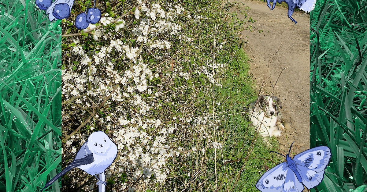 Wat leert ‘Hedge 2070’, de best onderzochte heg van de wereld, ons over biodiversiteit?