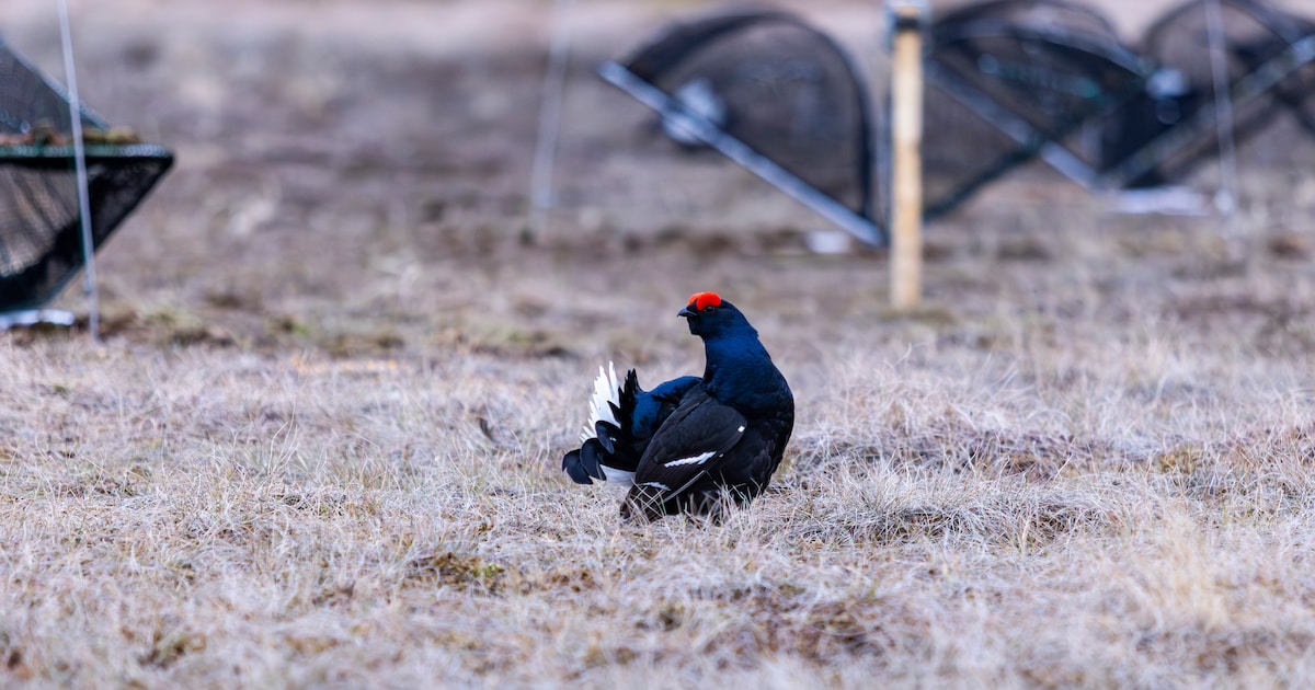 Zweedse korhoenders gedijen op Nederlandse bodem: driekwart van de geïmporteerde dieren leeft nog
