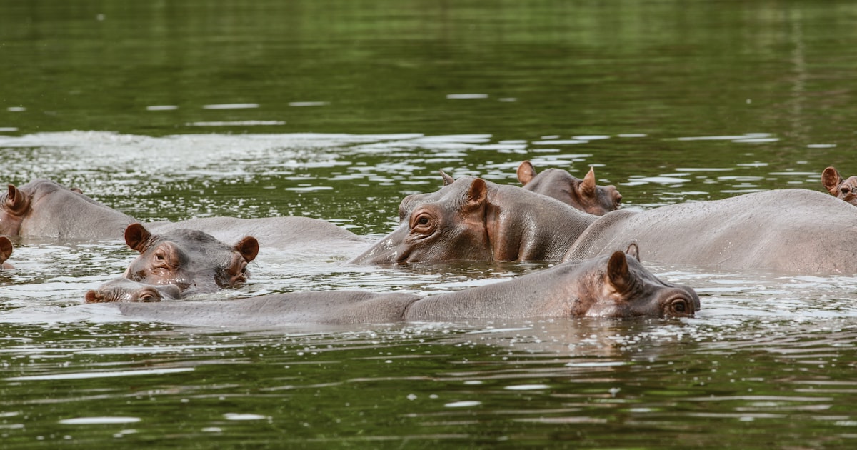 Indiase miljardair wil Pablo Escobars nijlpaarden kopen, die in Colombia voor overlast zorgen