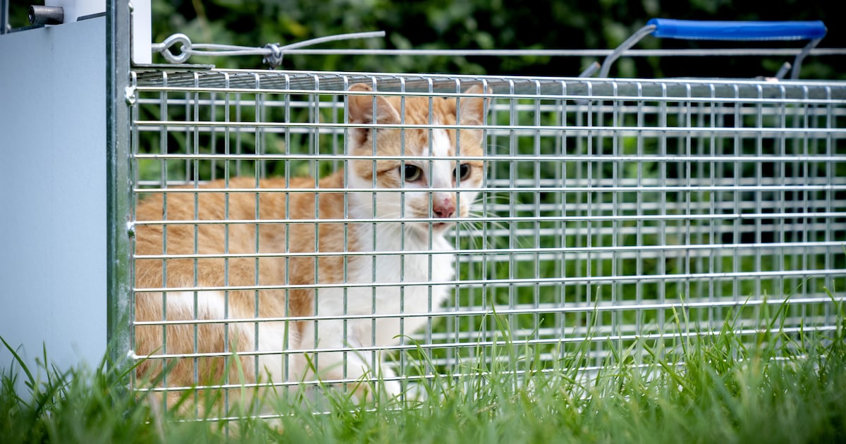 Schiermonnikoog is zwerfkatten beu en zet drones in om ze op te sporen
