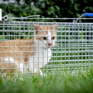 Schiermonnikoog is zwerfkatten beu en zet drones in om ze op te sporen