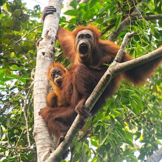 Tropische storm Senyar maakte op Sumatra ook veel slachtoffe