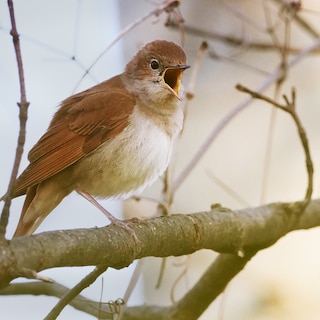 Global Analysis Reveals: Every Songbird Chooses From These Eight Patterns