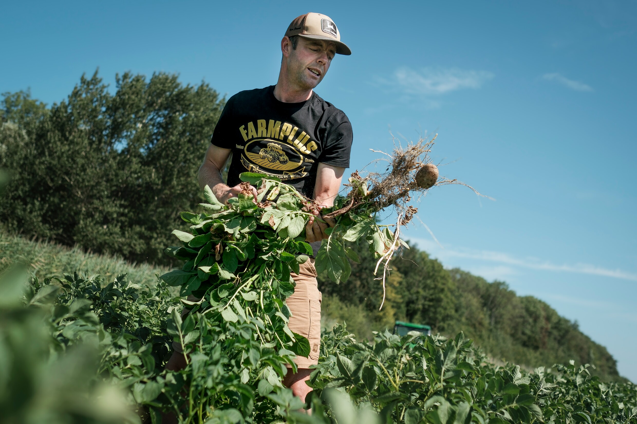 Janse trekt een aardappelplant uit de grond.