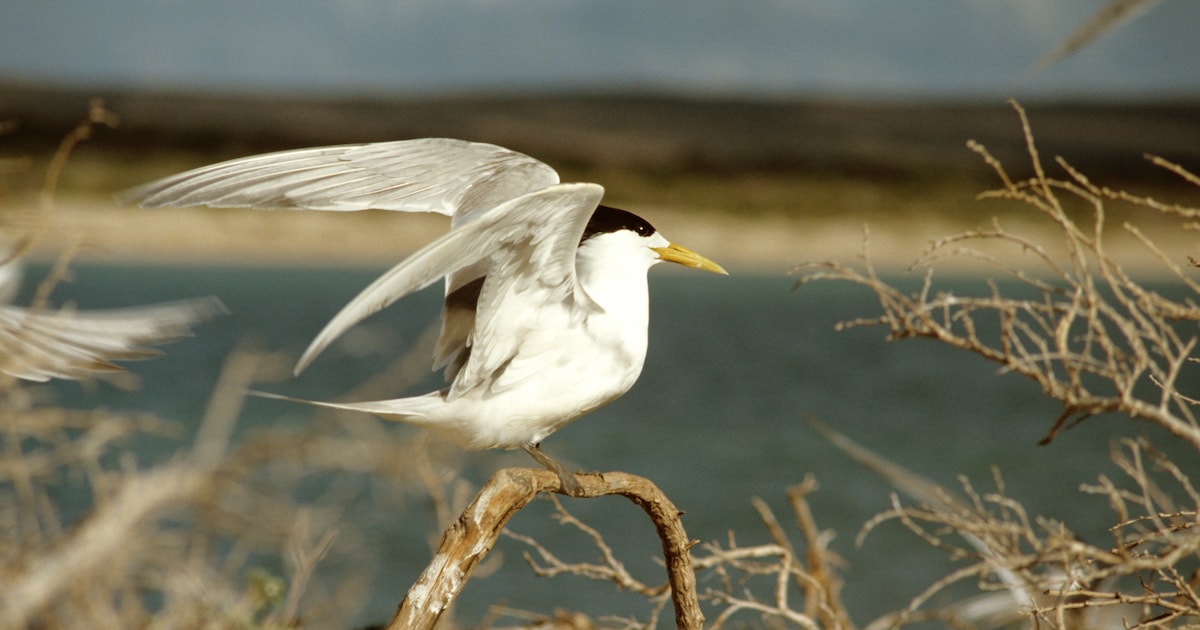 Vogelgriep nu ook officieel vastgesteld in Australië. ‘Rekening houden met verspreiding onder veel w