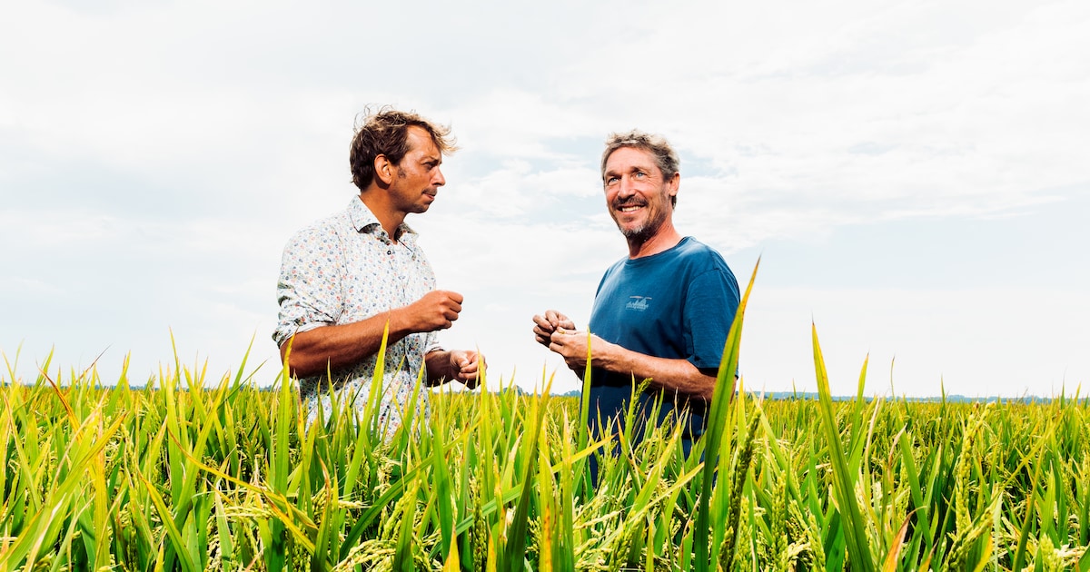 Dutch polder rice farming cuts CO2, aids biodiversity