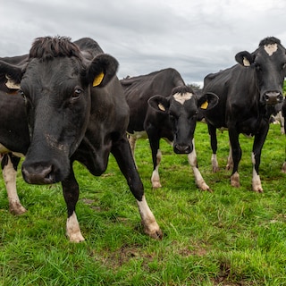 Dankzij gras en klaver mogen Ierse boeren wat in Nederland niet meer mag: extra mest uitrijden