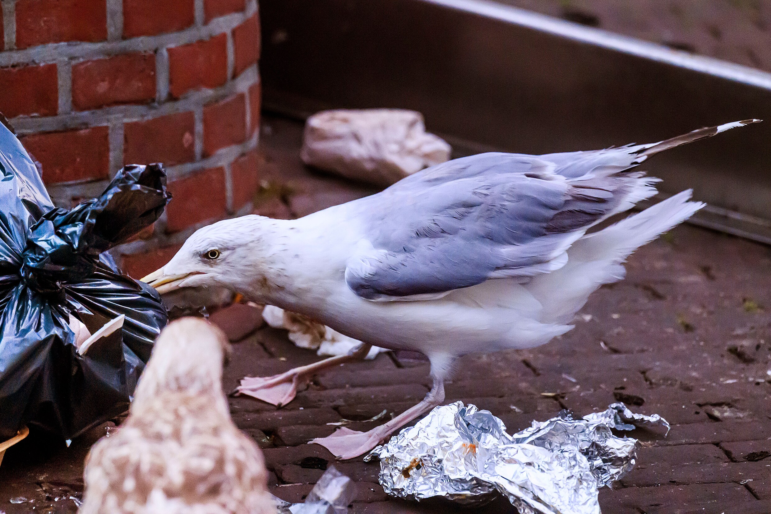 Ook de honger van meeuwen leidt tot opengereten vuilniszakken.