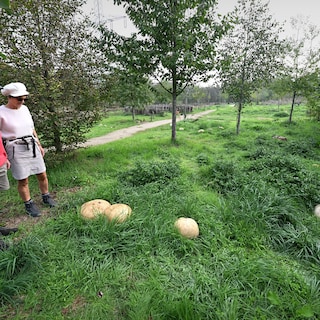 En dan schieten de paddenstoelen alsnog uit de grond na de extreem droge zomer
