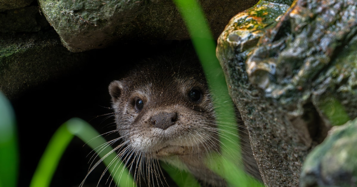 Natuurbescherming loont volgens Wereld Natuur Fonds: er is hoop voor bedreigde diersoorten als de ‘s