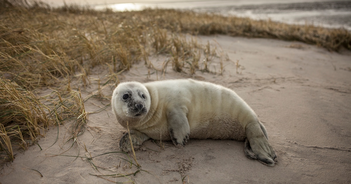 Recordaantal Zeehonden Verstrikt In Zwerfafval En Visnetten Het Is Een Hele Langzame