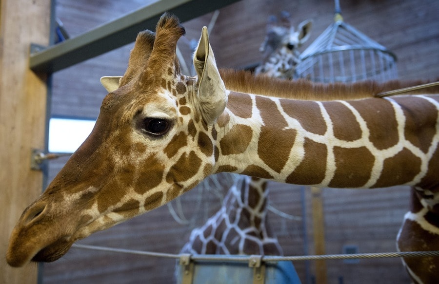 Petitie tegen directeur dierentuin na dood giraffe Marius