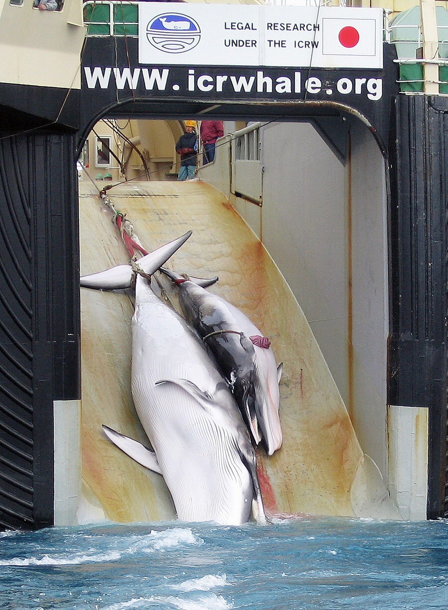 Japan begint toch weer met jaarlijkse walvisjacht