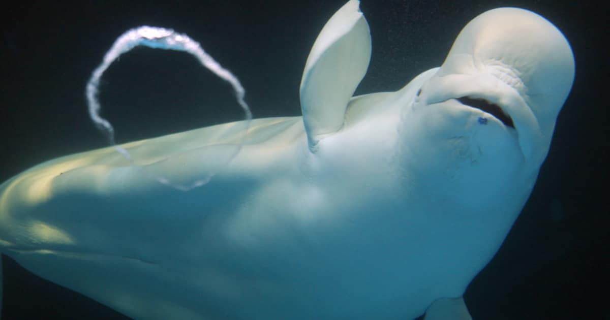 Beloega gespot voor Nederlandse kust, laatste keer was in 1966