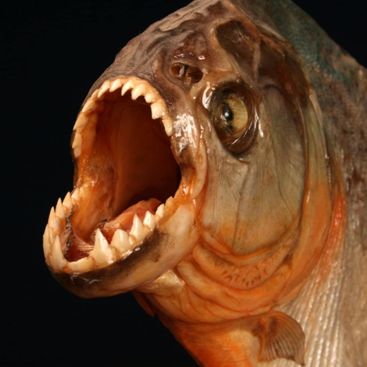 Piranha bijt het allerhardst - ooit | de Volkskrant