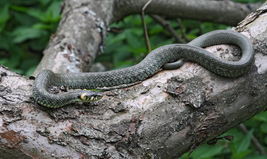 Asperense 'Anaconda' is gevangen | de Volkskrant
