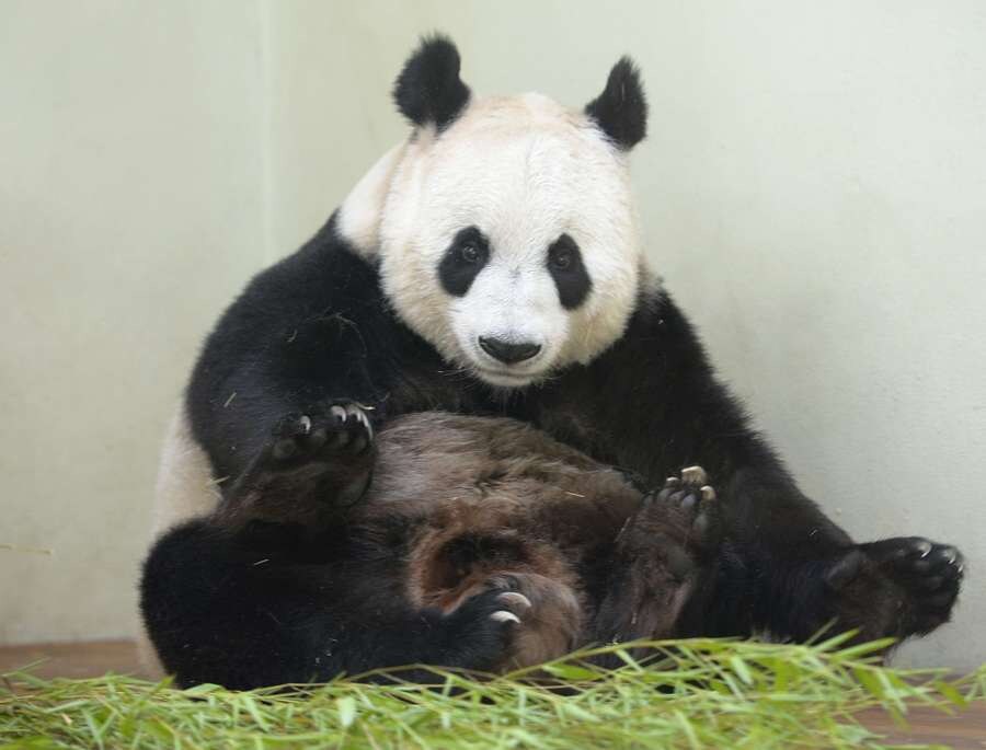 'Panda's zijn het niet waard om gered te worden' | de Volkskrant